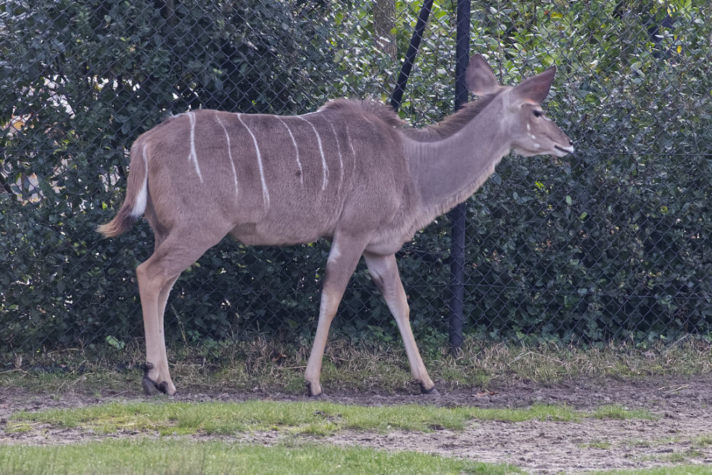 Grote koedoe 