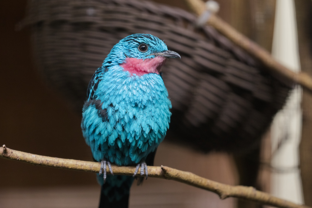 Halsbandcotinga 