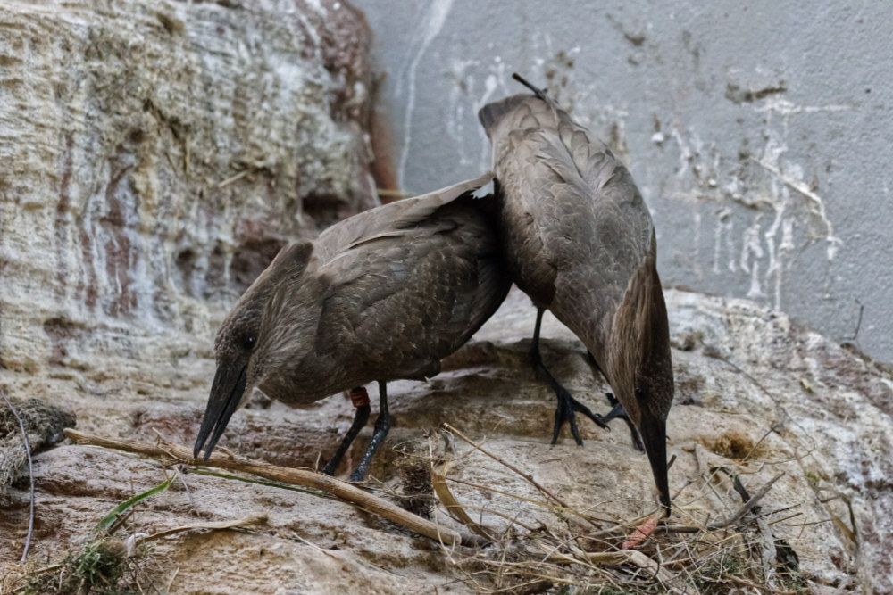 Hamerkop 