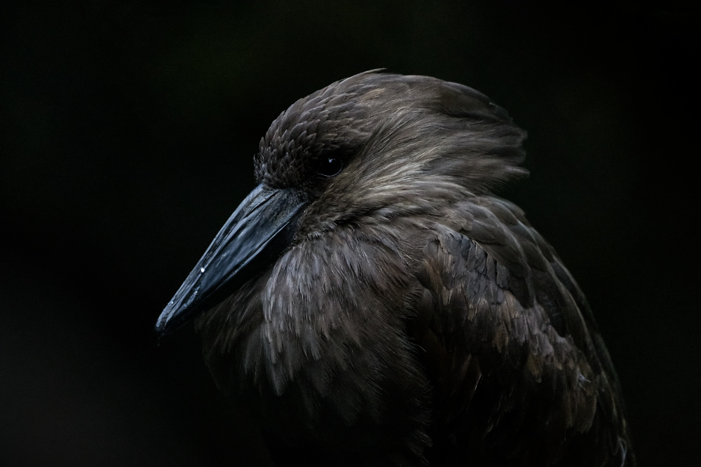 Hamerkop 