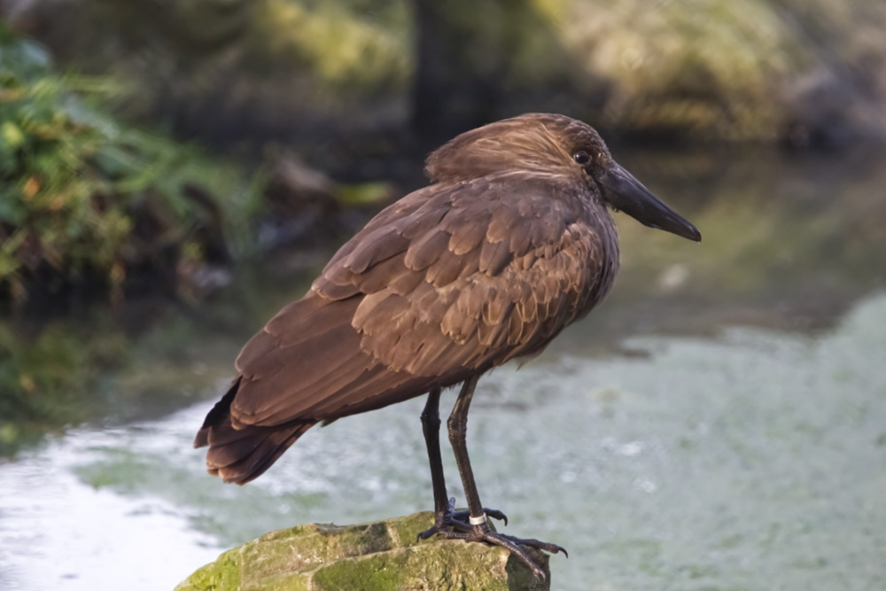 Hamerkop 