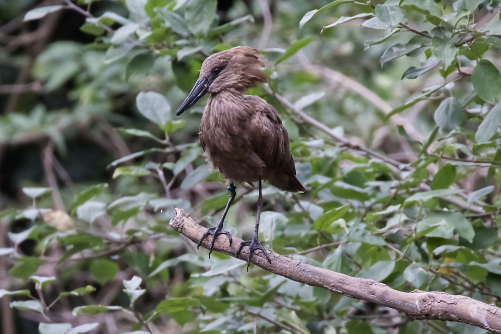 Hamerkop 