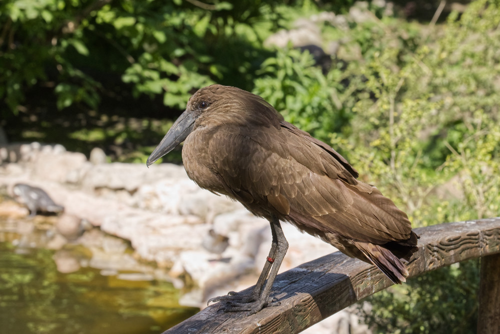 Hamerkop 