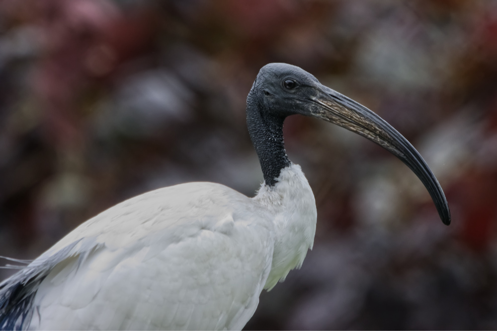 Heilige ibis 