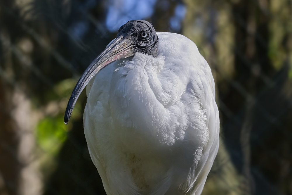 Heilige ibis 