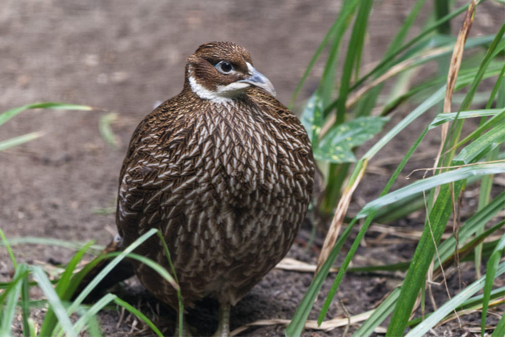 Himalaya glansfazant 