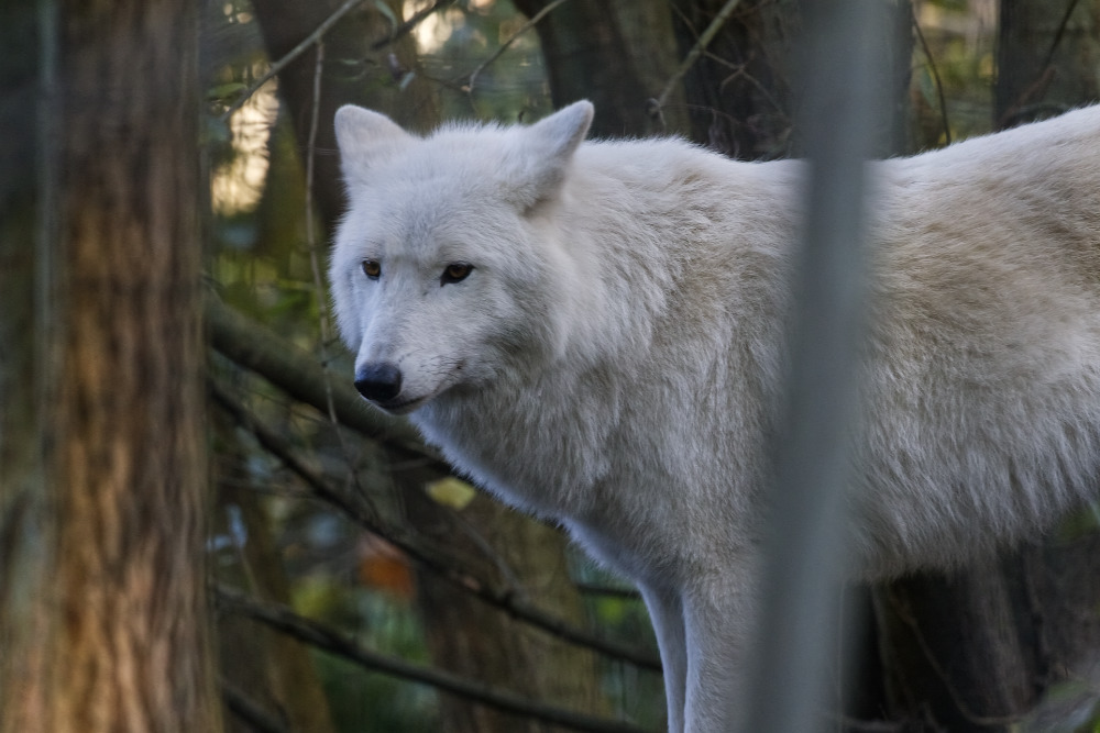 Hudson Bay wolf 