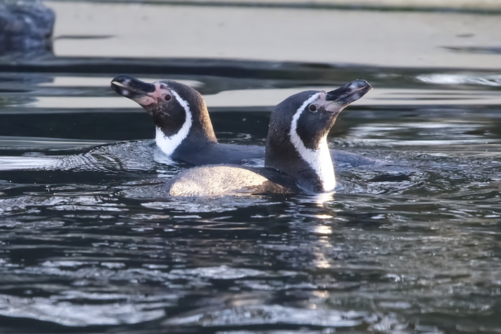 Humboldt pinguïn 