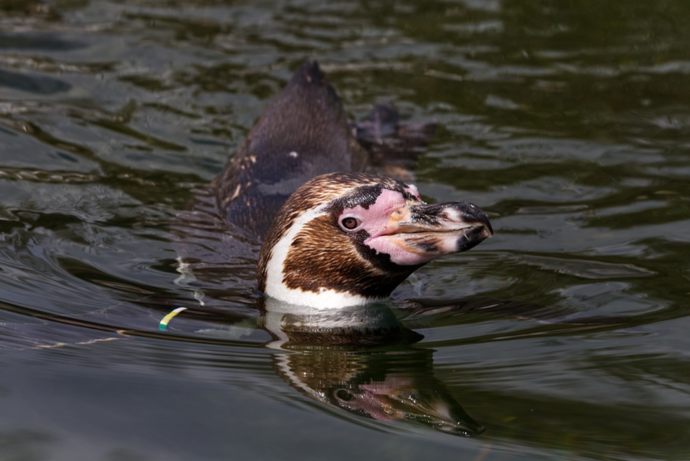 Humboldt pinguïn 