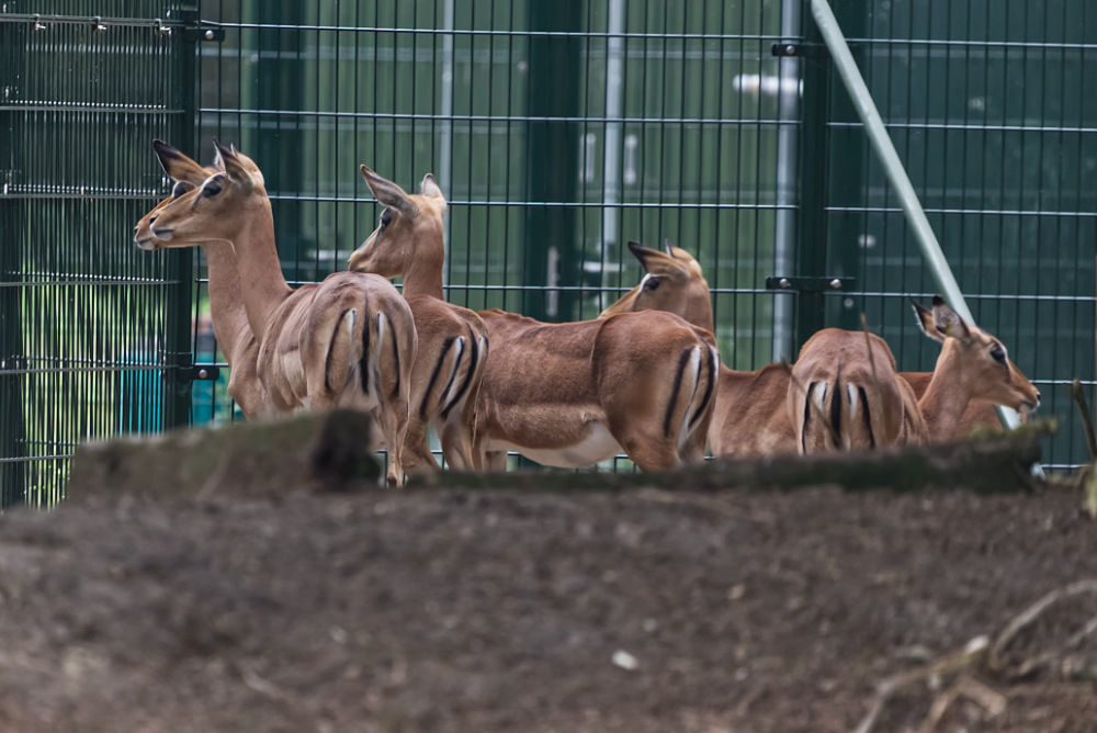 Impala 