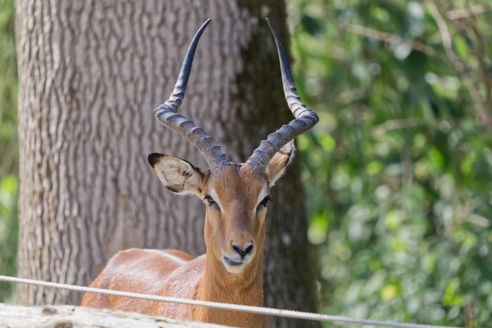 Impala 