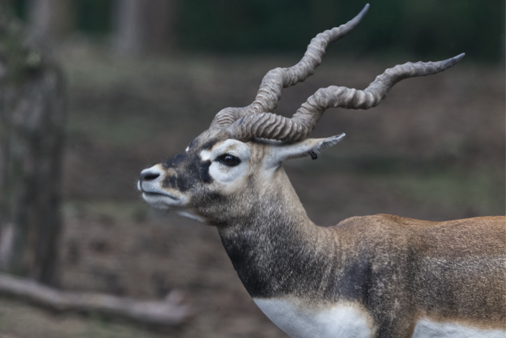 Indische antilope 