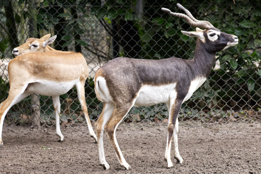 Indische antilope 