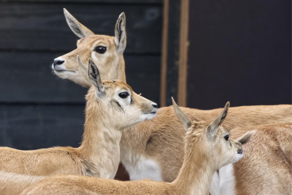 Indische antilope 