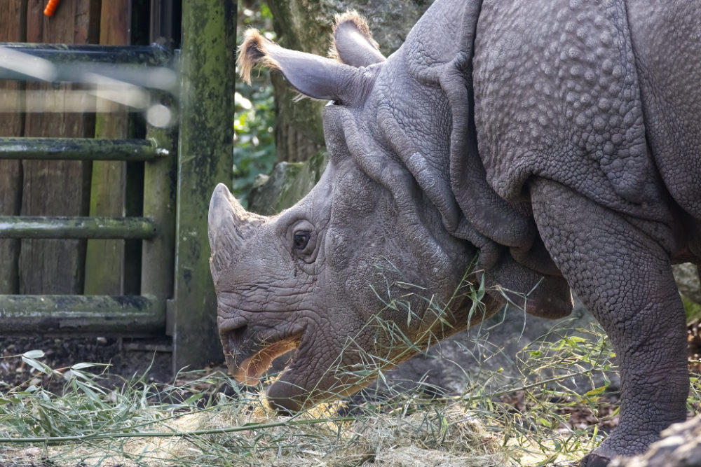 Indische neushoorn 