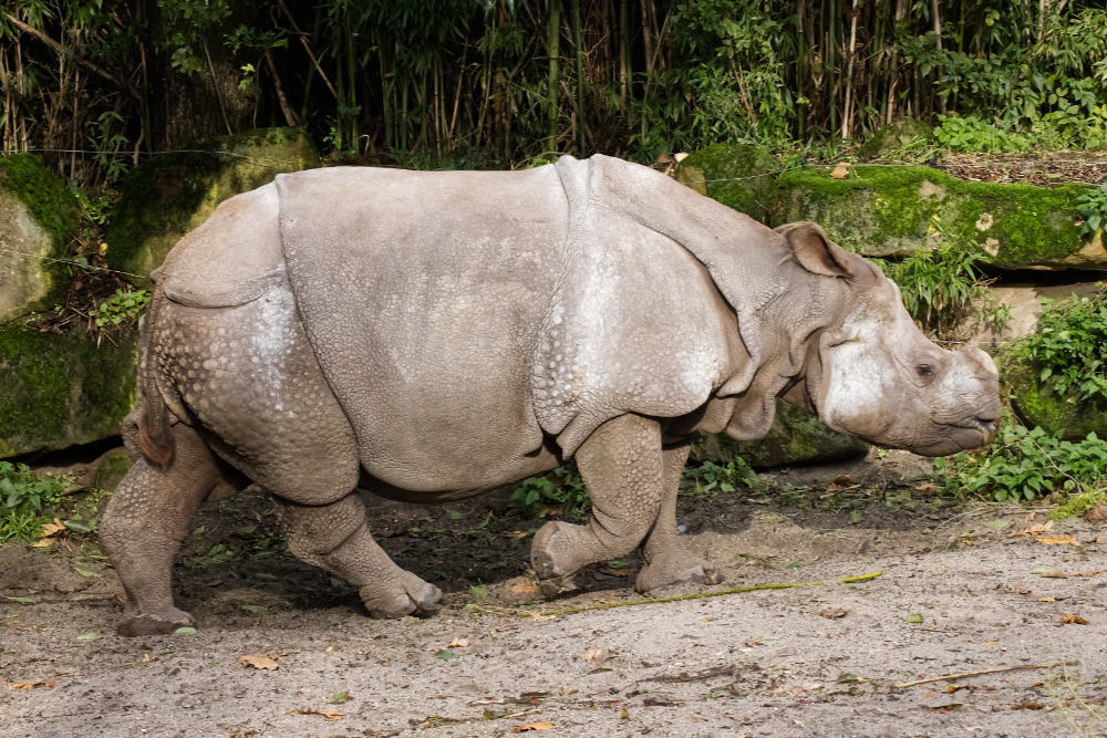 Indische neushoorn 