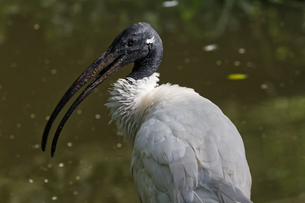 Indische witte ibis 