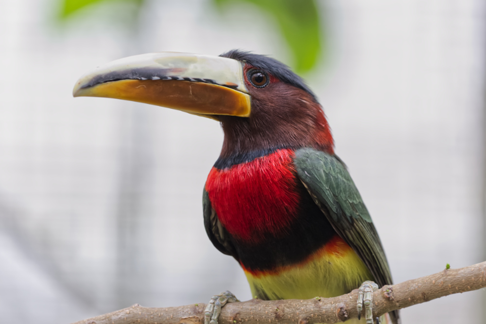 Ivoorsnavel Aracari 