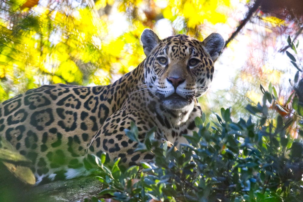 Jaguar 