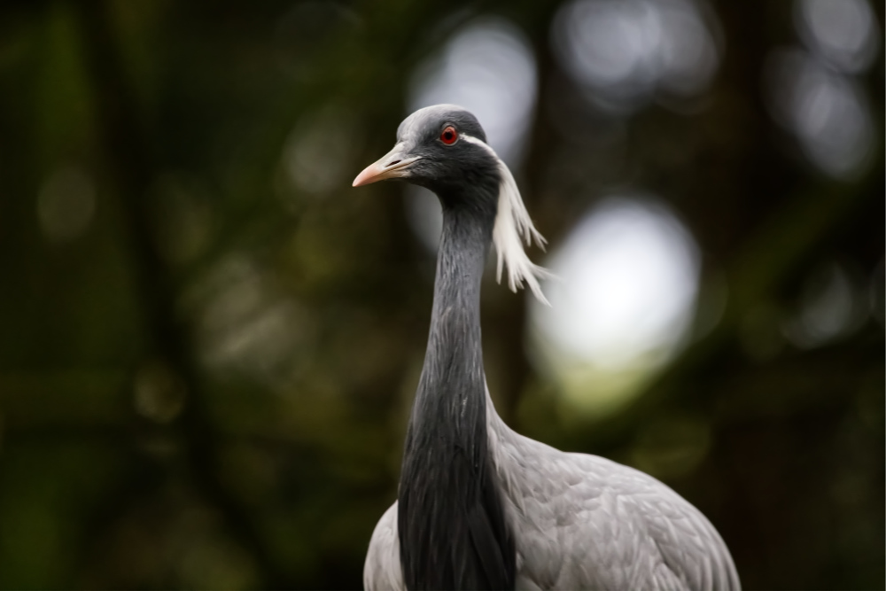 Jufferkraanvogel 