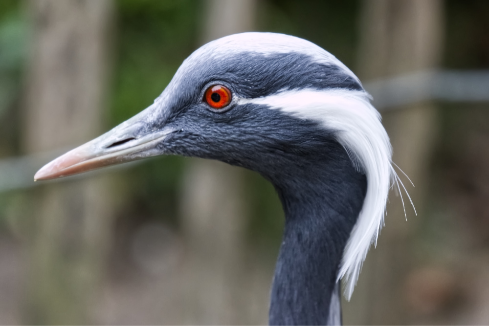 Jufferkraanvogel 