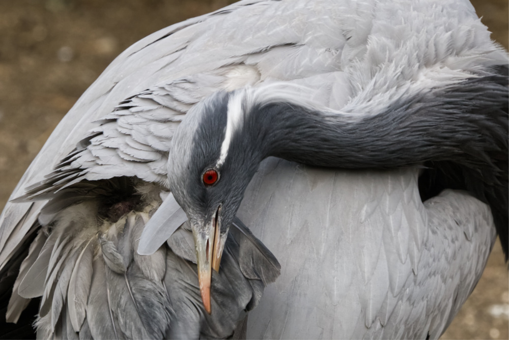 Jufferkraanvogel 