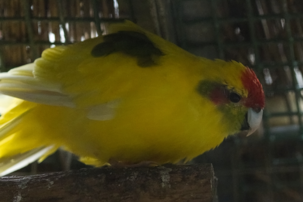 Kakariki 