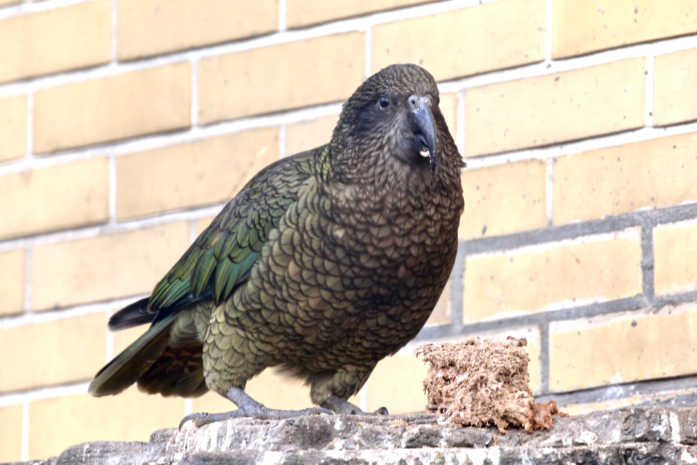 Kea 