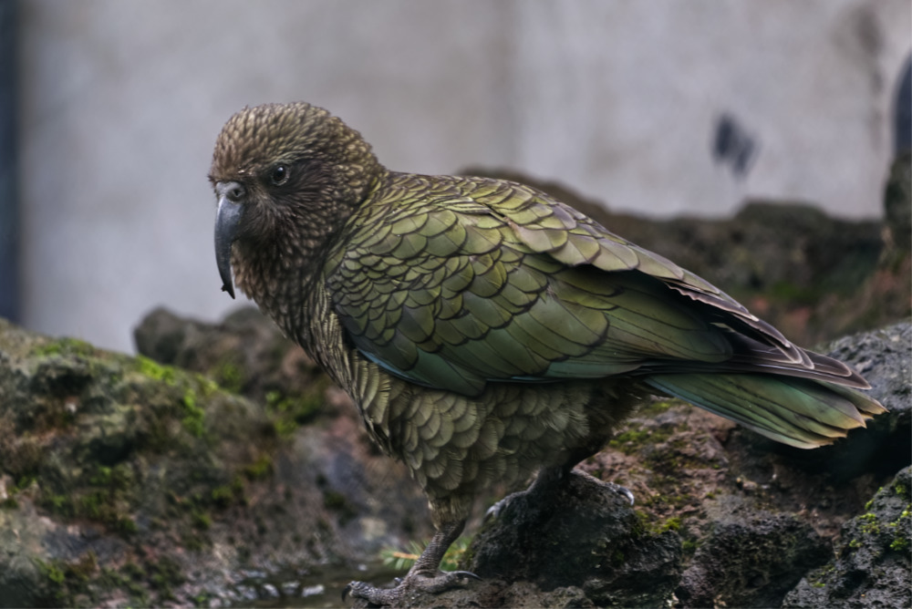 Kea 