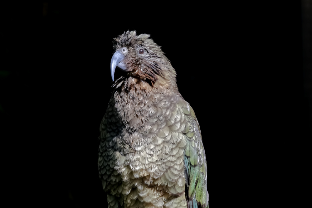 Kea 