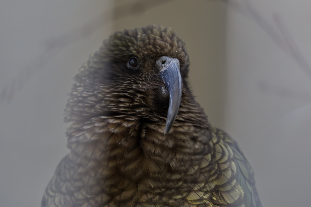 Kea 