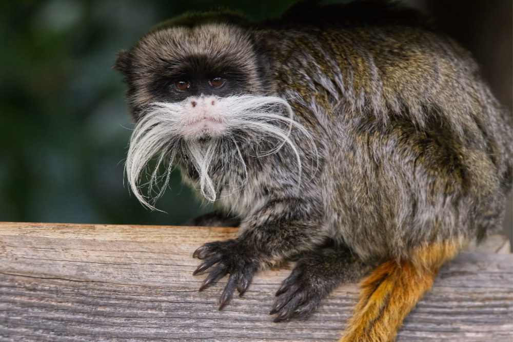 Keizertamarin 