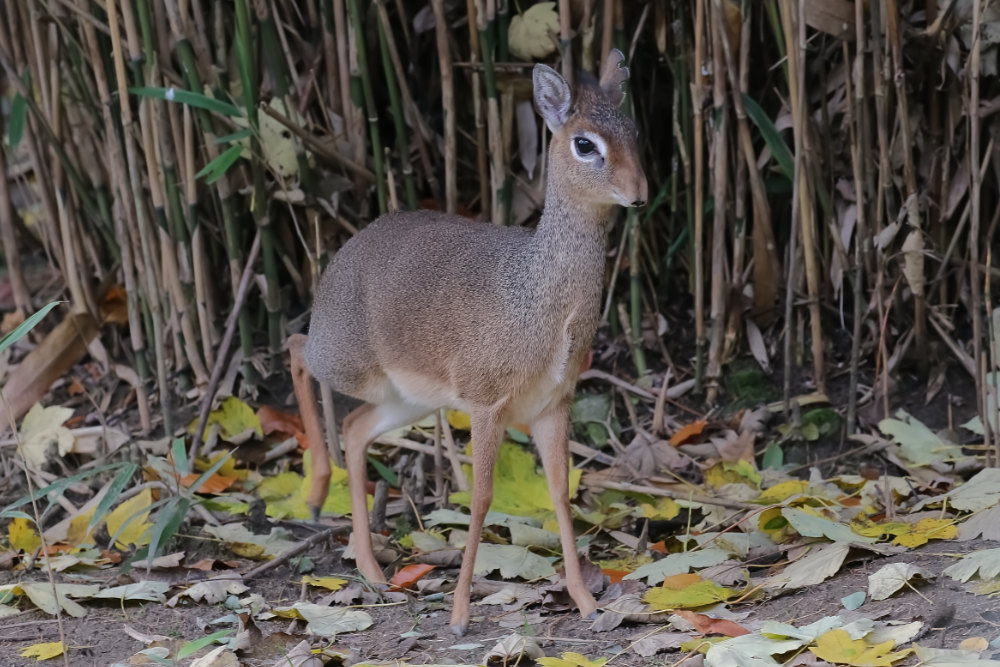 Kirks dikdik 