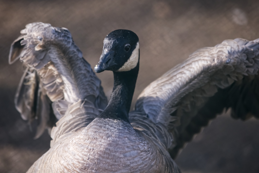 Kleine canadese gans 