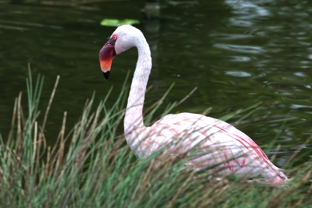 Kleine Flamingo 