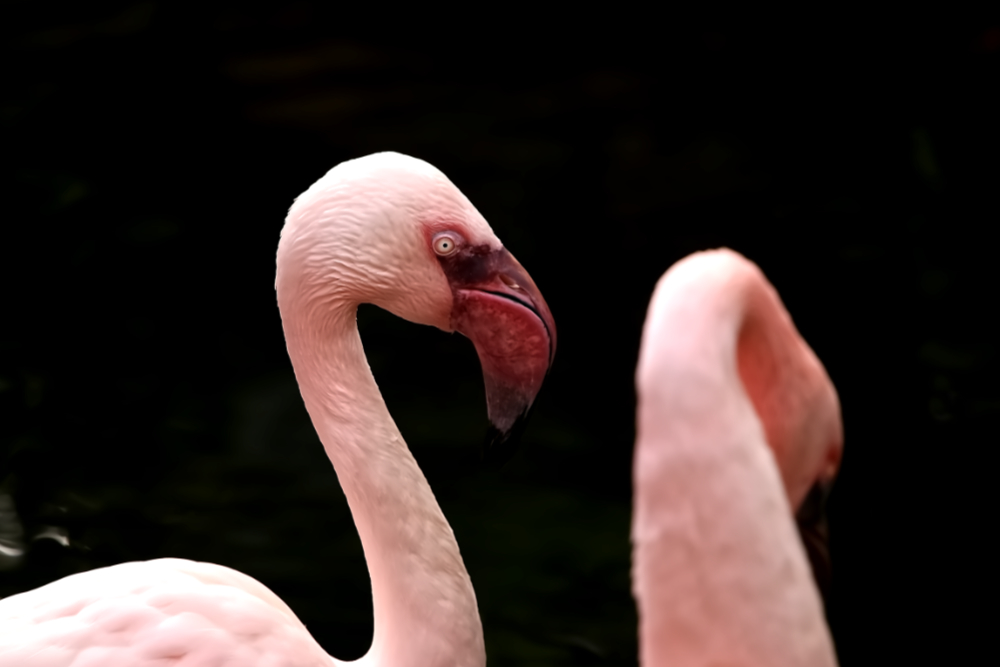 Kleine Flamingo 