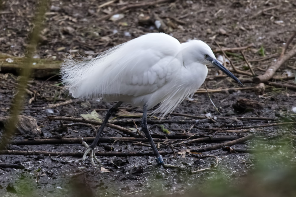 Kleine zilverreiger 