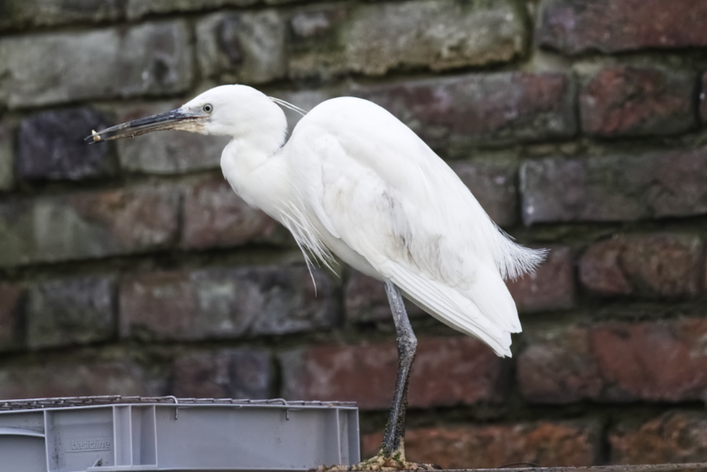 Kleine zilverreiger 