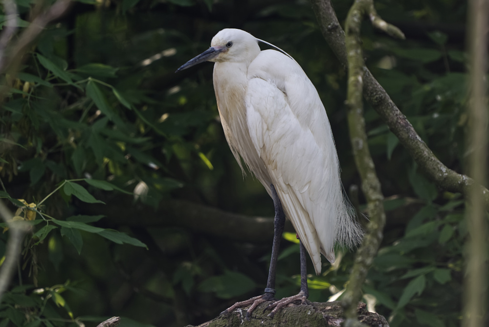 Kleine zilverreiger 