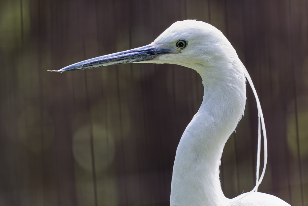 Kleine zilverreiger 