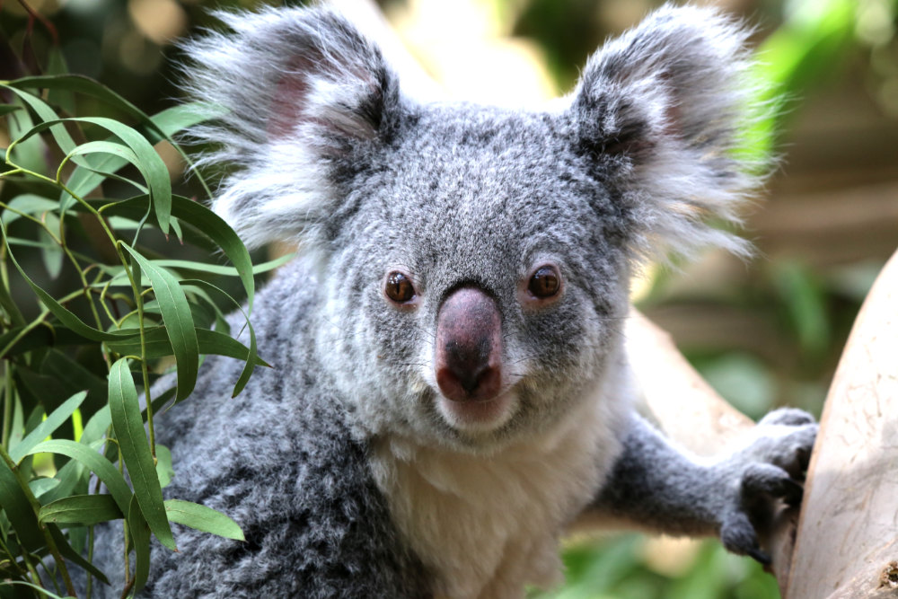 Koalabeer 