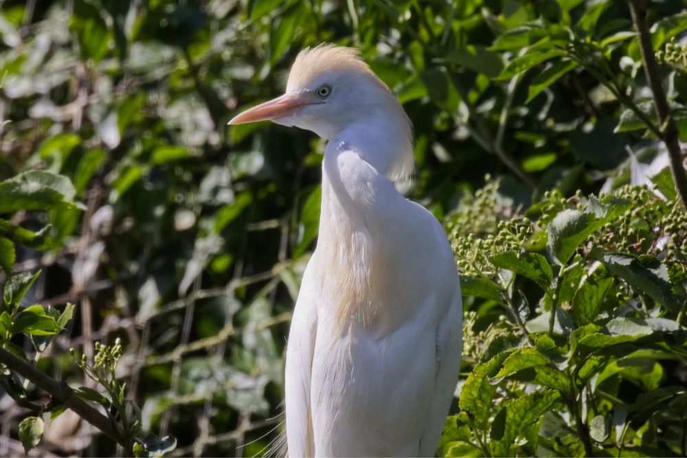 Koereiger 