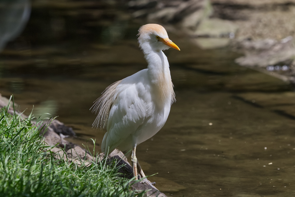 Koereiger 