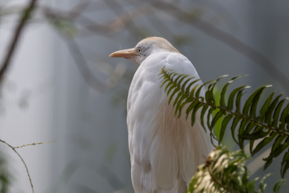 Koereiger 