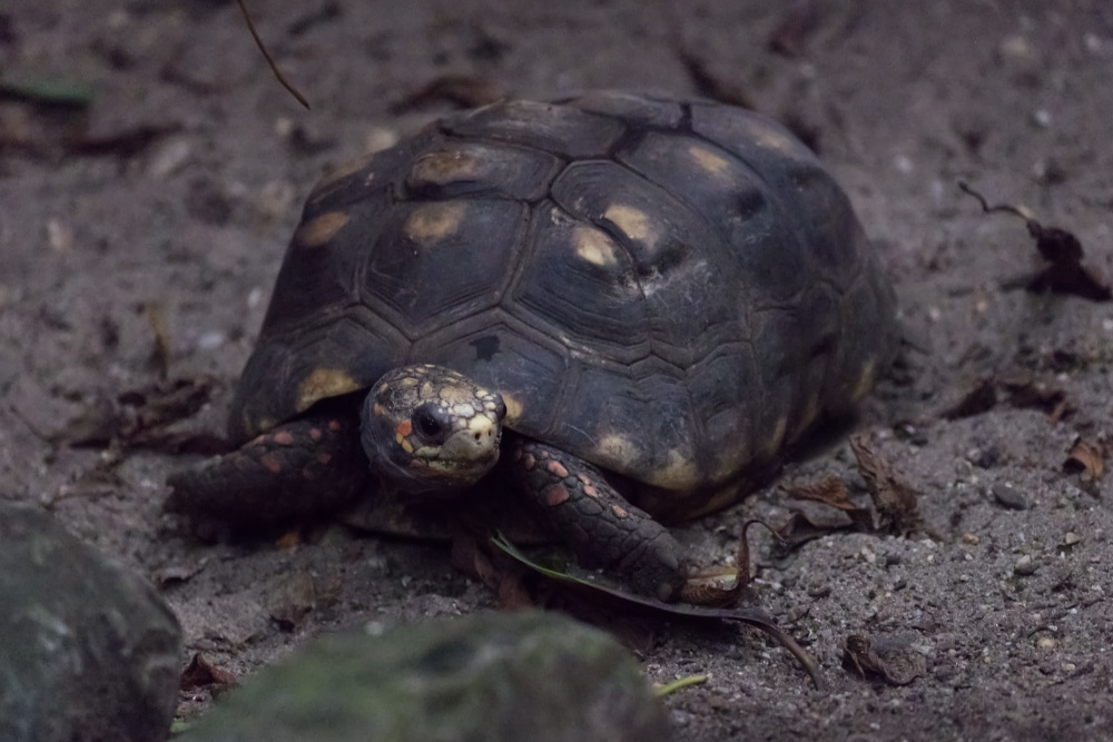 Kolenbranderschildpad 