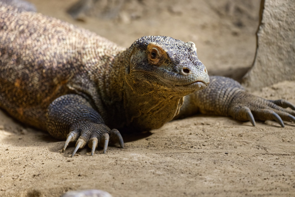 Komodovaraan 