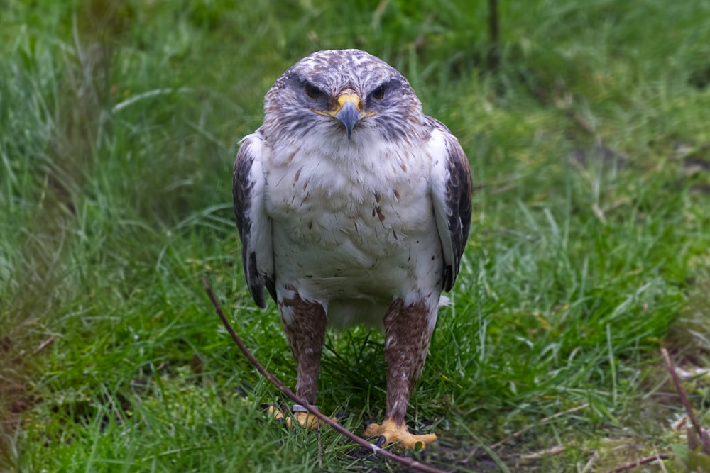 Koningsbuizerd 