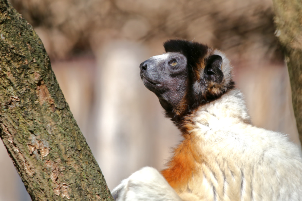 Kroonsifaka 