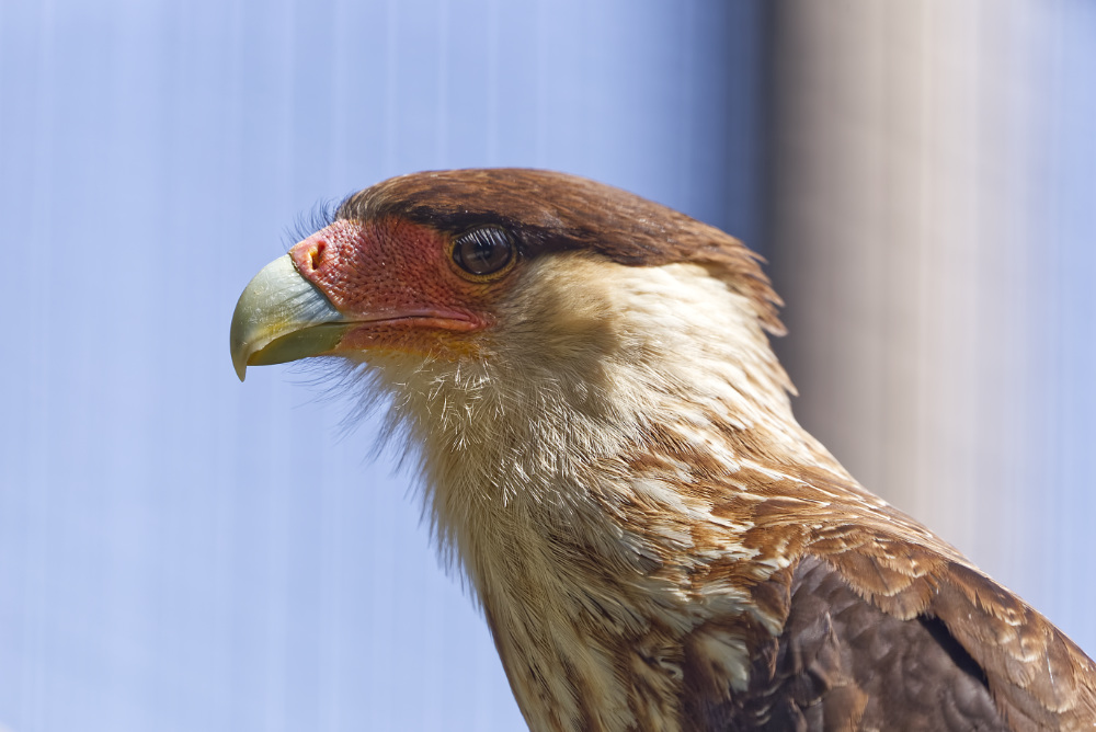 Kuifcaracara 