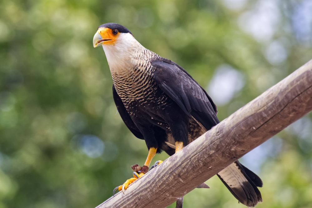 Kuifcaracara 